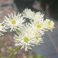 Trautvetteria carolinensis var. japonica